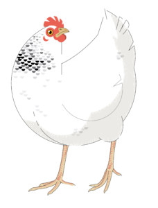 Huhn aus ökologischer Hühnerzucht transparent